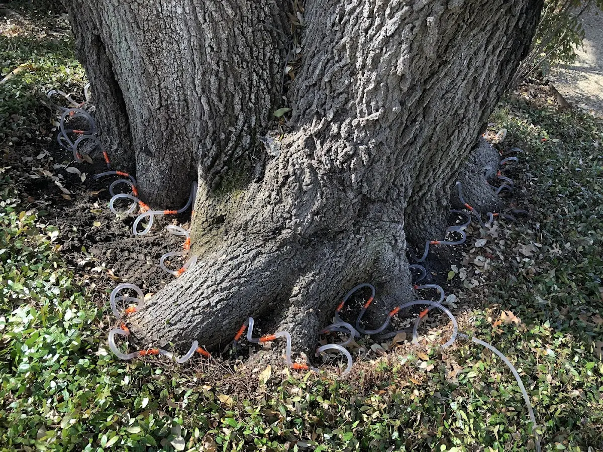 Detailed Shrub and Hedge Trimming job site in Kinde