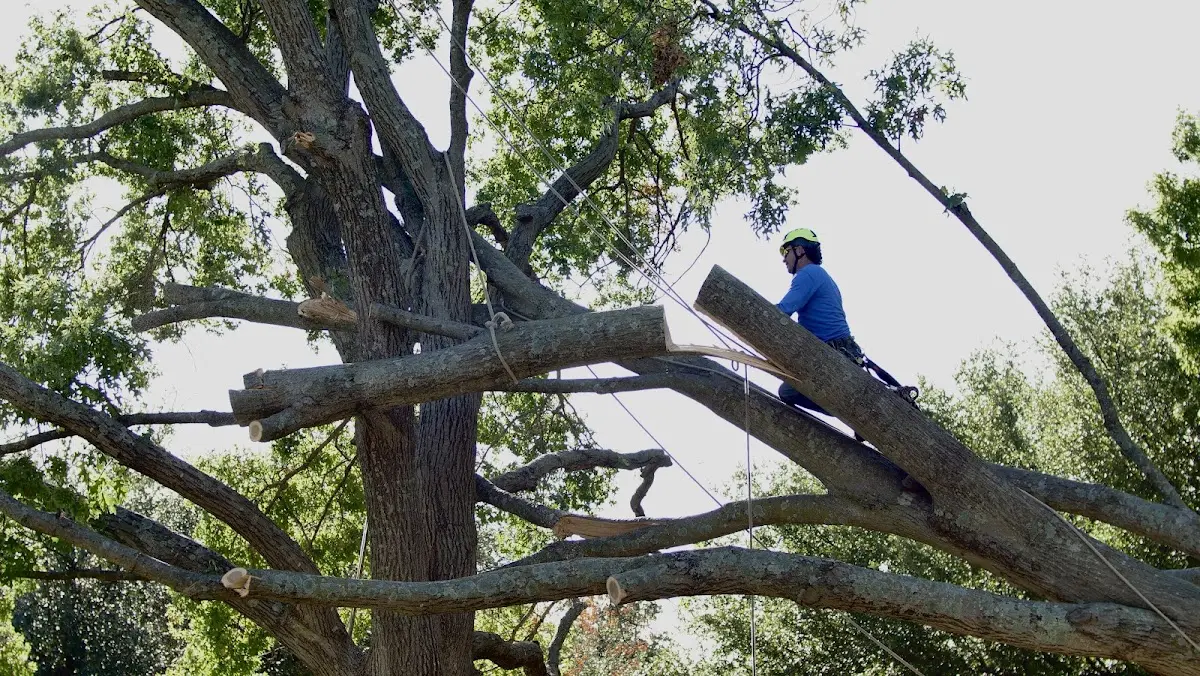 Professional Crown Thinning performed by certified arborists in Kinde
