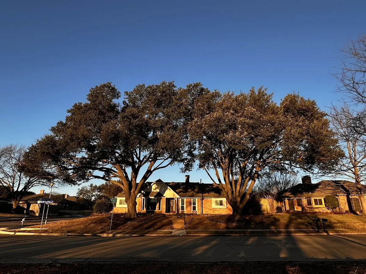 Established residential canopy tree shading a home in Kinde